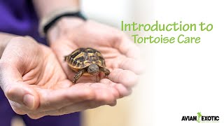 Introduction to Tortoise Care [upl. by Ynohtnaleahcim]