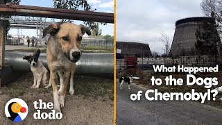 What Happened to the Dogs of Chernobyl  The Dodo [upl. by Aes892]