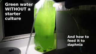 Green Water WITHOUT a Starter Culture  From Scratch  How To [upl. by Agathe702]