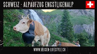 Alpaufzug Engstligenalp Spektakuläres Brauchtum im Berner Oberland  reisenlifestylech [upl. by Estevan]