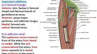 Femoral and Obturator Arteries  Dr Ahmed Farid [upl. by Brinn49]