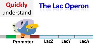 The Lac operon  Regulation of gene expression [upl. by Glick]