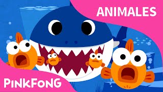 Tiburón Bebé  Animales  PINKFONG Canciones Infantiles BabySharkSpanish [upl. by Daniels]