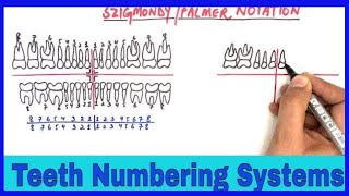 Tooth Numbering Systems  Dental Notations Universal Palmers and FDI tooth numbering systems [upl. by Erdrich341]