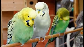 Over 9 hours of Budgies Playing Singing and Talking [upl. by Alled]