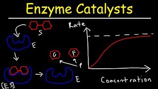 Enzymes  Catalysts [upl. by Munsey695]