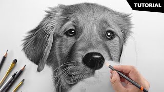 How to Draw a Realistic Dog  Tutorial for BEGINNERS [upl. by Esinnej]