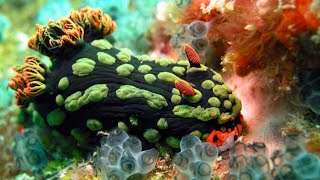 Fascinating Facts About Nudibranchs [upl. by Arica49]