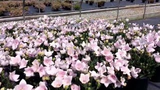 Best Perennials for Sun  Platycodon Astra Pink Balloon Flower [upl. by Nathanson]