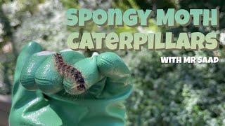 Spongy Moth Caterpillars  Invasive Species  Caterpillars in Ontario [upl. by Jagir]