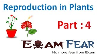 Biology Reproduction in Plants Part 4 Budding  Fragmentation Class 7 VII [upl. by Eupheemia]