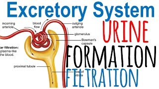 Urine formation and nephron filtration [upl. by Flan]