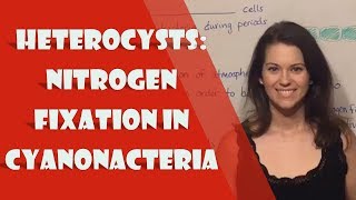 Heterocysts Nitrogen Fixation in Cyanonacteria [upl. by Nnyltiac]