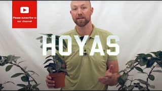 All you need to know about Hoyas Wax flower [upl. by Ikram]