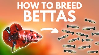 How to Breed Bettas Getting the Eggs Part 1 [upl. by Asim854]