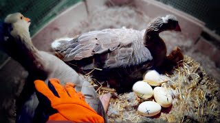 Geese Hatching Goose Eggs Start to Finish [upl. by Meggie]