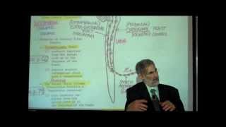 THE SPINAL CORD amp SPINAL TRACTS PART 2 by Professor Fink [upl. by Ambler]