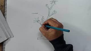 how to draw obelia colony [upl. by Uriah]