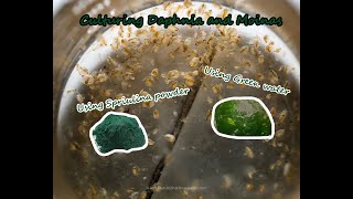 How To Culture Daphnia and Moinas using Green Water Spirulina powder [upl. by Eatnuahs]