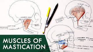 Muscles of Mastication  Anatomy Tutorial [upl. by Herrick362]