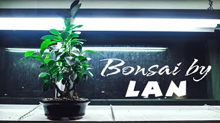 Ginseng Ficus Microcarpa indoor bonsai 3 year progression with extreme root base fix  December 2020 [upl. by Lednyc]