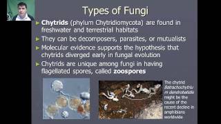 Introduction to Fungi [upl. by Oralie202]