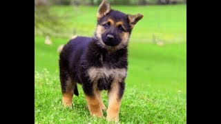 Tiny German Shepherd with dwarfism [upl. by Airetahs896]