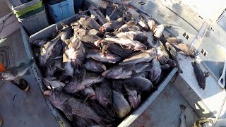 Jigging for Black Rockfish in Kodiak Alaska [upl. by Iramat]