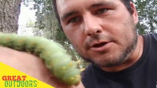 Huge caterpillar will it sting The Imperial Moth [upl. by Frodeen]