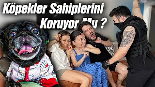 YOUTUBER KÖPEKLERİ SAHİPLERİNİ KORUYOR MU  NoluyoYaa FuatSarigul [upl. by Esertal540]