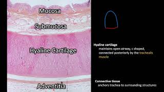 Histology  Trachea [upl. by Adlare]