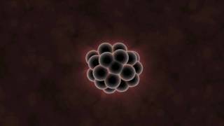 What Can Embryos Tell Us About Evolution [upl. by Devlin]