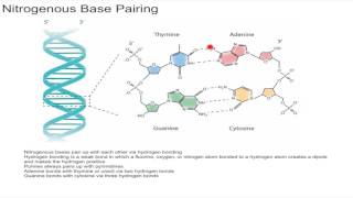 Nitrogenous Base Pairing [upl. by Tammie]