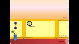 Thyroid Hormone Synthesis [upl. by Piero]