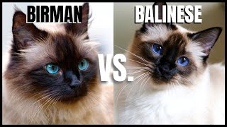 Birman Cat VS Balinese Cat [upl. by Akinnor]