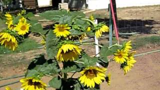 Green Garden TIPS Growing Sunflowers [upl. by Aneba876]