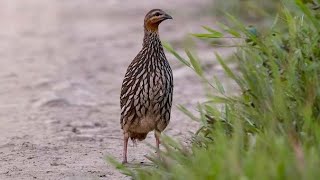 Swamp francolin Francolinus gularis [upl. by Anileve786]