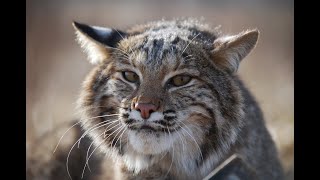 Catching Cats How to Trap a Bobcat [upl. by Aihsenrad]