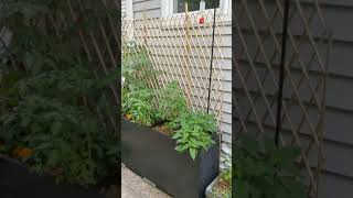 File cabinet container gardens [upl. by Albie802]