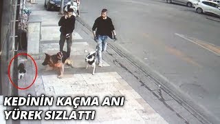 Köpeğin kediye saldırısı kameraya böyle yansıdı [upl. by Edylc]