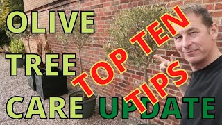 Olive Tree Care 10 VERY HELPFUL TIPS [upl. by Tirma431]