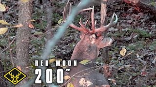 Hunt For 4  200inch GIANT Buck [upl. by Venetia]