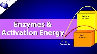 Enzymes and Activation Energy [upl. by Morgan]