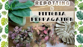 REPOTTING MY PLANTS amp FITTONIA PROPAGATION 🌿 [upl. by Aled]