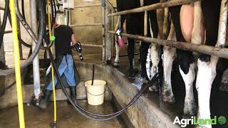 Milking 46 cows through a 6unit milking parlour in Co Mayo [upl. by Deni]