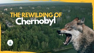 The Extreme Rewilding of Chernobyl this is what happens when humans leave [upl. by Obidiah]