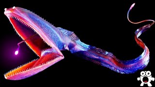 Top 10 Most Bizarre Deep Sea Creatures Ever Discovered [upl. by Aidul]