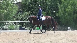 How to ride Dressage Training level test 1 [upl. by Shipman]