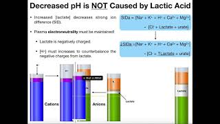 What is Lactate and Lactic Acid [upl. by Lecroy]