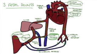 Understanding Fetal Circulation [upl. by Ilek865]